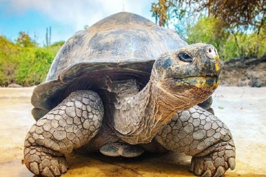 Nằm mơ thấy RÙA đánh số mấy? Giải mông giấc mơ các kiểu rùa