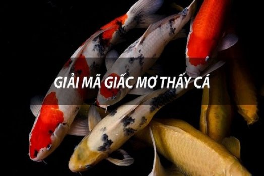 Nằm mở thấy CÁ đánh con số gì? Giải mã các giấc mơ về cá