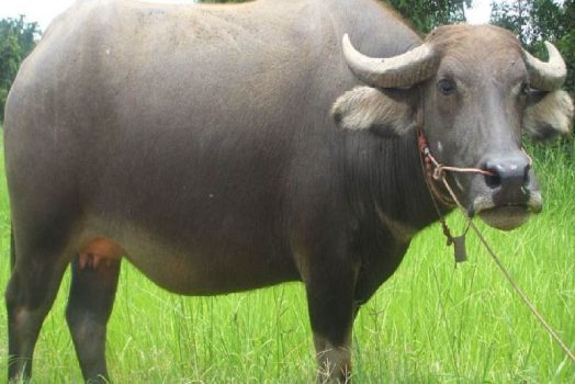 Nằm mơ thấy TRÂU đánh con gì cho đúng? Giải mã số đề về trâu