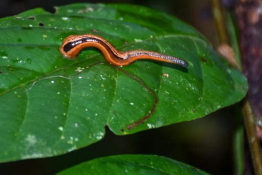 Nằm Mơ Thấy ĐỈA CẮN Báo Điềm Gì? Đánh Số Gì Dễ Trúng?