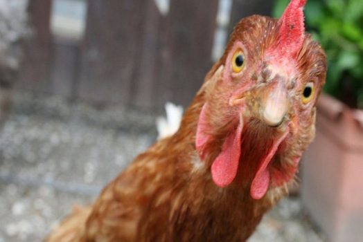 Nằm mơ thấy GÀ đánh số này là chắc chắn trúng số 100%