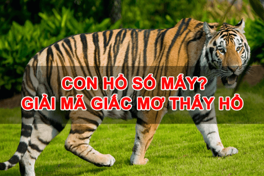 Nằm mơ thấy HỔ đuổi cắn đánh số mấy? Giải mã số đề từ A – Z