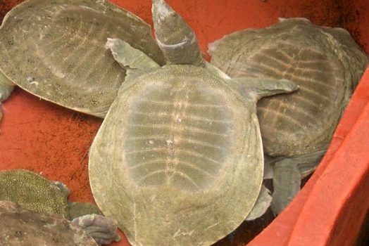 Nằm mơ thấy BA BA cắn đánh con gì? Là điềm lành hay xấu?