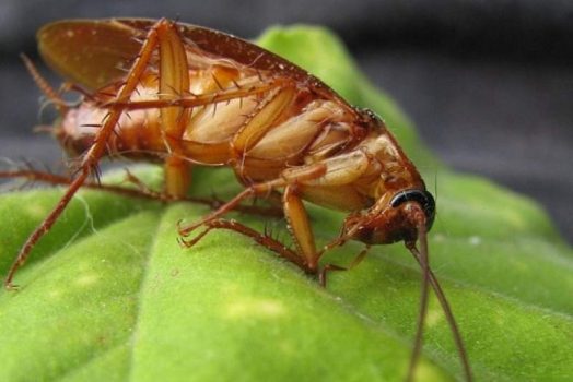 Nằm Mơ Thấy GIÁN Đánh Đề Con Số Mấy? Giải Mã Lô Đề Online