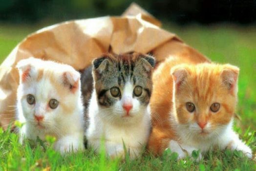 Nằm mơ thấy MÈO là điềm xui sắp đến chăng? Đánh số mấy