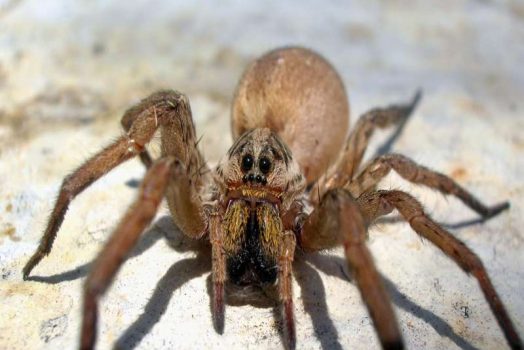 Nằm Mơ Thấy Nhện Cắn Đánh Con Gì? Giải Mã Con Số May Mắn