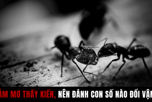 Nằm Mơ Thấy KIẾN LỬA Là Điểm Tốt Hay Xấu? Đánh Con Số Mấy?