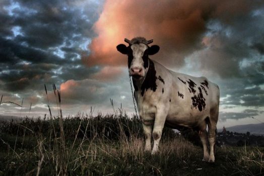 Nằm mơ thấy BÒ rượt đuổi đánh đề con số mấy chuẩn nhất?