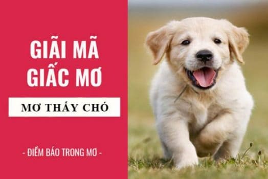 Nằm mơ thấy CHÓ ĐUỔI đánh con gì? Báo hiệu điềm gì?