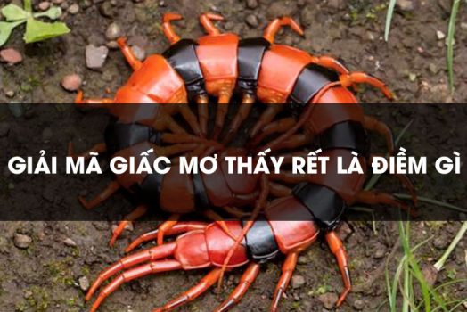 Ngủ Mơ Thấy Con Rết Là Điềm Gì? Đánh Con Mấy Dễ Trúng Đề?